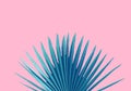 Blue Palm leaf pink background concept Illustration Royalty Free Stock Photo