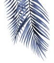 Blue palm leaves. Abstract tropical branches. Watercolour illustration isolated on white background. Plant detail for