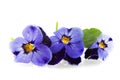 Blue Pansies Royalty Free Stock Photo