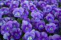 Blue pansies Royalty Free Stock Photo