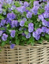 Blue pansies in the basket. Summer bouquet. Royalty Free Stock Photo