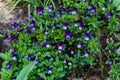 Blue-blue pansies are blooming in the flower bed