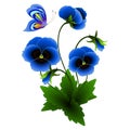 Blue pansies with a butterfly. Royalty Free Stock Photo