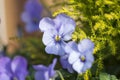 Blue Pansies Royalty Free Stock Photo