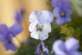 Blue Pansies Royalty Free Stock Photo