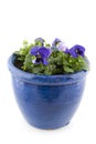 Blue Pansies in pot Royalty Free Stock Photo