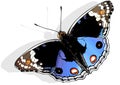 Blue Pansy Butterfly Royalty Free Stock Photo