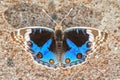 Blue Pansy butterfly Junonia orithya Linnaeus Royalty Free Stock Photo