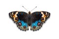 Blue pansy butterfly Royalty Free Stock Photo