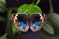 Blue pansy butterfly Royalty Free Stock Photo