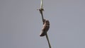 Blue Pansy butterfly emerging from chrysalils or pupa in time lapse. Butterfly undergoes metamorphosis in time lapse