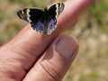 Blue Pansy Butterfly on human finger Royalty Free Stock Photo