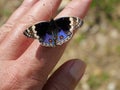 Blue Pansy Butterfly on human finger and hand Royalty Free Stock Photo