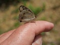 Blue Pansy Butterfly on human finger and hand Royalty Free Stock Photo