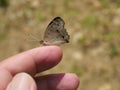 Blue Pansy Butterfly on human finger and hand with natural brown background Royalty Free Stock Photo