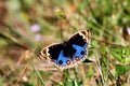 The Blue Pansy butterfly is on the leaf. Royalty Free Stock Photo