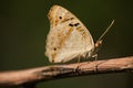 Blue Pansy butterfly on stem Royalty Free Stock Photo