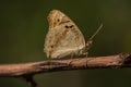 Blue Pansy butterfly on stem Royalty Free Stock Photo