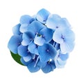 blue pansy, elegantly isolated against a clean white background