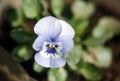 Blue pansy flower Royalty Free Stock Photo