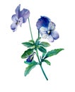 Blue pansy flower, isolated watercolor illustration. Flower card with flowers. Botanical illustration. It can be used as Royalty Free Stock Photo