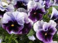 Blue pansy flowers Royalty Free Stock Photo