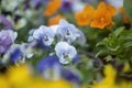 Blue pansy flowers Royalty Free Stock Photo