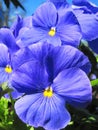 Blue pansy flowers Royalty Free Stock Photo