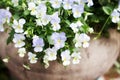 Blue pansy flowers in clay pot blurred background close up, beautiful delicate purple pansies in vintage cruse soft focus macro Royalty Free Stock Photo