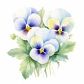 Symmetrical Watercolor Pansy Flower Painting On White Background Royalty Free Stock Photo