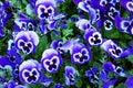 Blue Pansy flowers. Viola x wittrockiana.