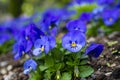 blue pansy flowers (Viola cornuta) in a flower bed in the garden Royalty Free Stock Photo