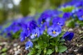 blue pansy flowers (Viola cornuta) in a flower bed in the garden Royalty Free Stock Photo