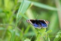 Blue Pansy - Junonia orithya Royalty Free Stock Photo