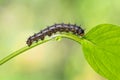 Blue pansy Junonia orithya caterpillar Royalty Free Stock Photo