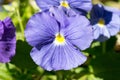Blue Pansy or Oriental Butterfly