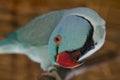 Inquisitive Blue Ring-necked Parakeet\'s Greeting