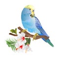 Blue parakeet Budgerigar home pet pet parakeet or budgie or shell parakeet with tropical flowers floral arrangement with