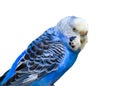 Blue Parakeet