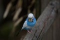 Blue Parakeet is sitting on a perch in summer