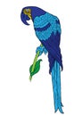 Blue parrot