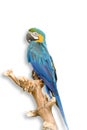 Blue parrot Royalty Free Stock Photo