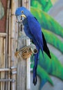 Blue Parrot Royalty Free Stock Photo