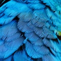Blue parrot bird feather macaw ara pattern texture Royalty Free Stock Photo