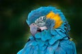 Blue parrot, Bolivia wildlife. Blue-throated macaw, Ara glaucogularis, also known Caninde macaw or Wagler`s macaw, is a macaw Royalty Free Stock Photo