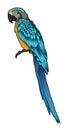 Blue parrot Bright