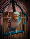 A Blue parrot in the cage