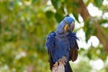 Blue parrot