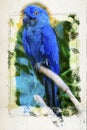 Blue Parrot. digital illustration based on original photo. Royalty Free Stock Photo