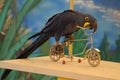 Blue Parrot Driving A Bicycle